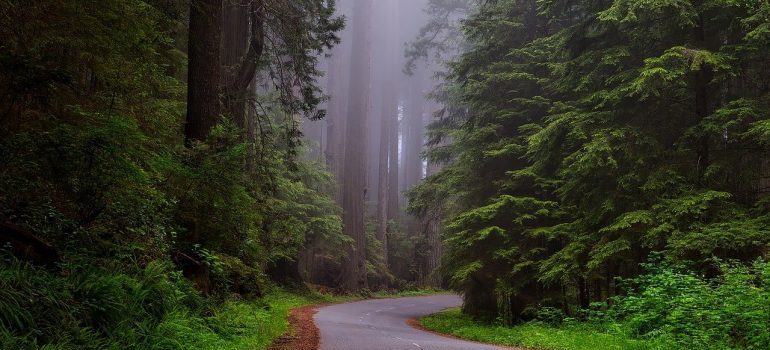 A road in a foggy forest - long distance movers DC