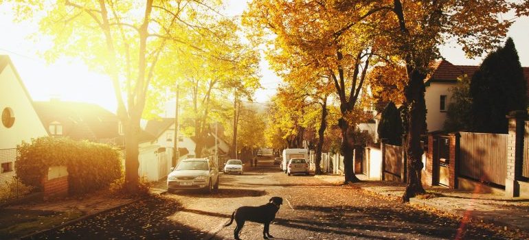 A suburban residential area